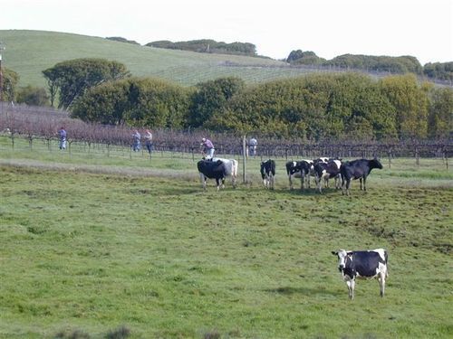 Point Reyes Vineyard Inn كاليفورنيا سيتي المظهر الخارجي الصورة