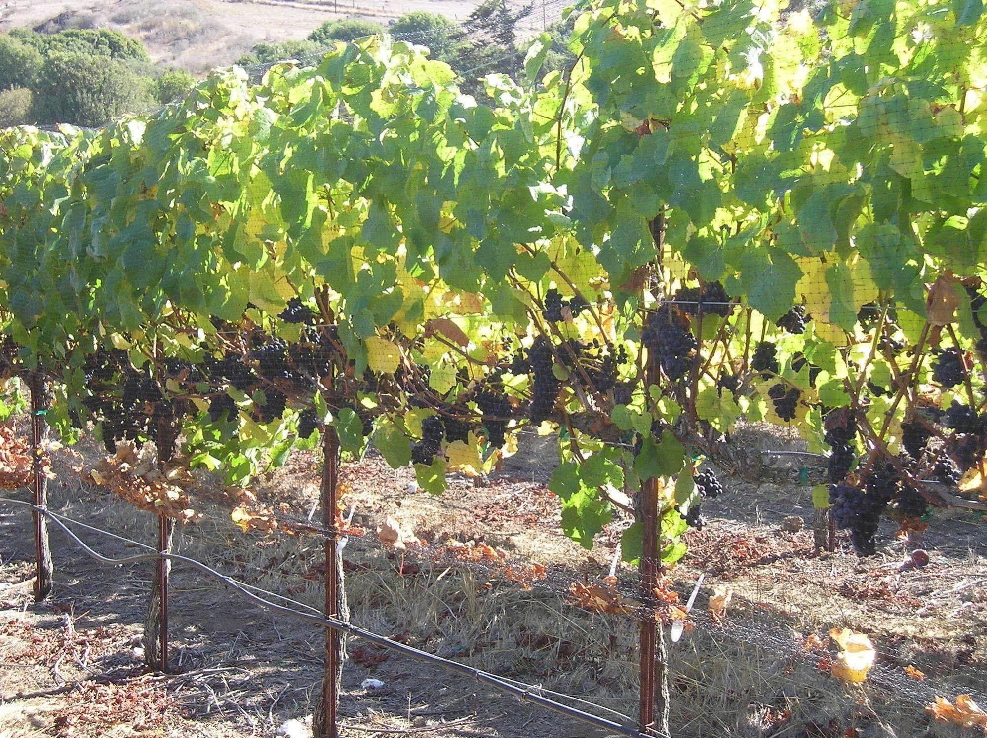 Point Reyes Vineyard Inn كاليفورنيا سيتي المظهر الخارجي الصورة